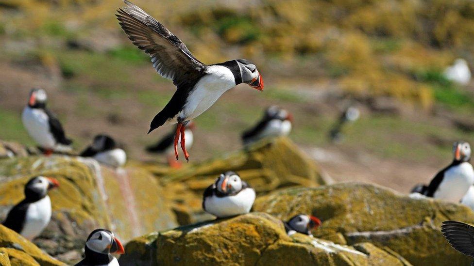 Farne Island puffins