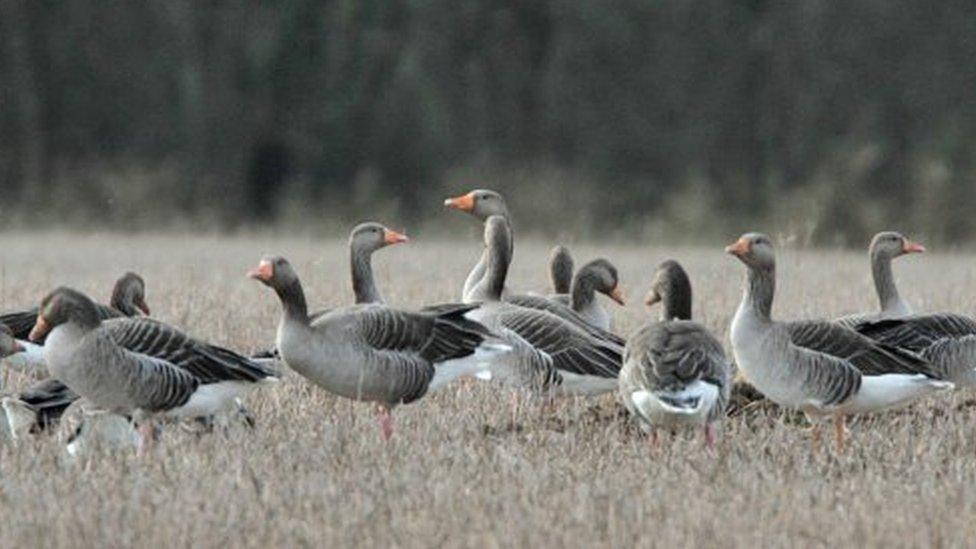 Greylag geese in England