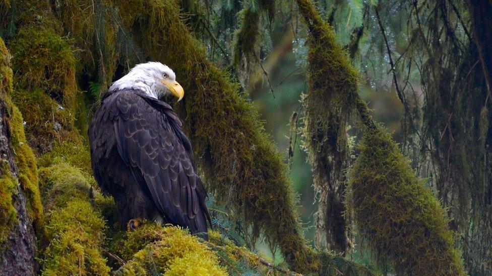 Wild Alaska Bald Eagle, Tongass National Forest, Alaska.