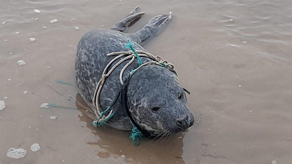 The entangled pup was sighting on Saturday afternoon in Fraisethorpe