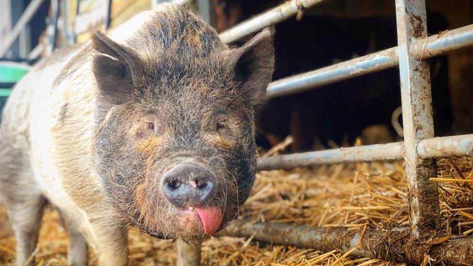 Poppy Pig has epilepsy and requires extra care