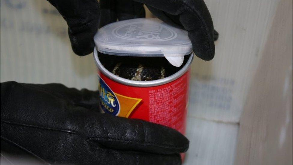 A king cobra snake seen in a container of chips in this undated handout photo.