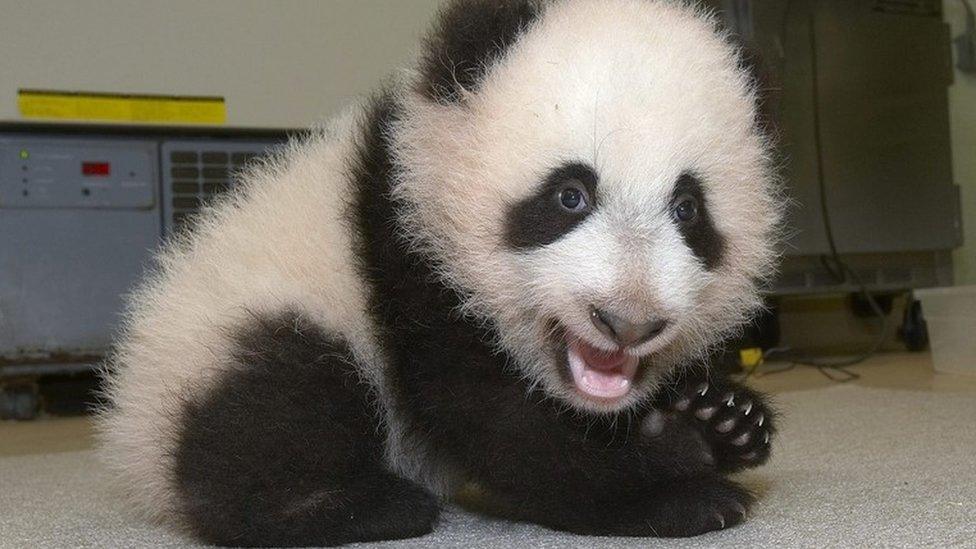 Panda cub