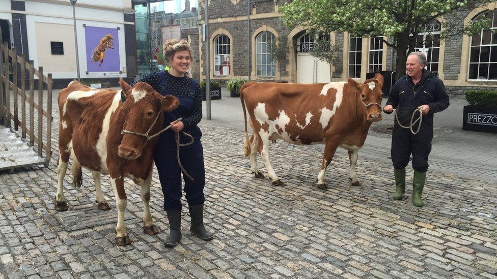 Vanessa Reid and two cows