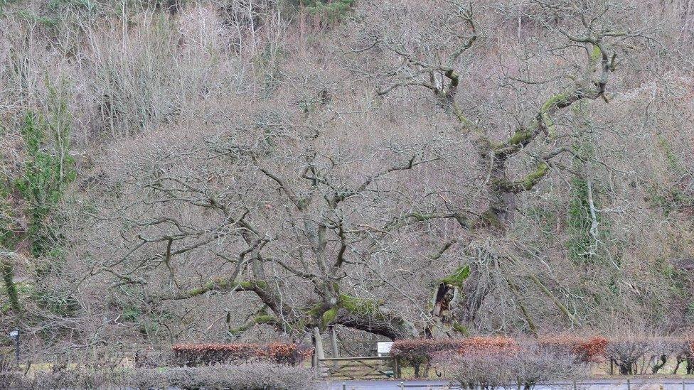 The Capon Tree sits around a mile south of Jedburgh