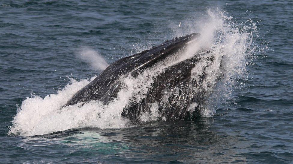 Humpback whale