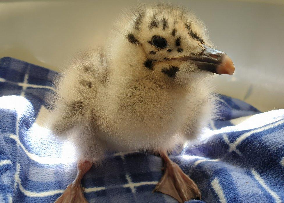 Baby gulls, which start life spotted, after often brought in where they fall out of nest, or nests are destroyed