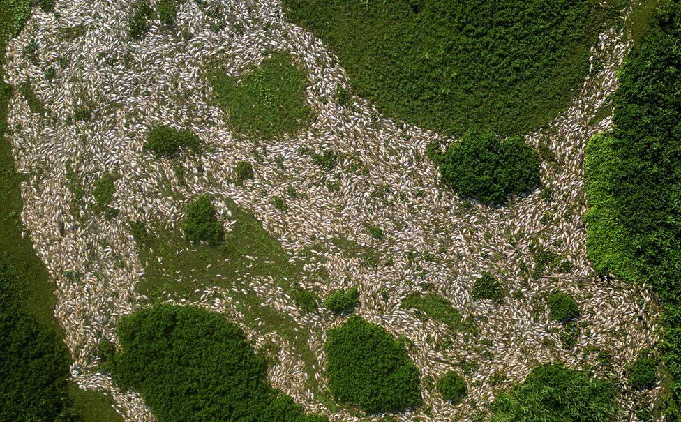 A drone view shows thousands of dead fish floating on the Piracicaba River after the water was contaminated, in the protected area of Tanqua in the state of Sao Paulo, Brazil