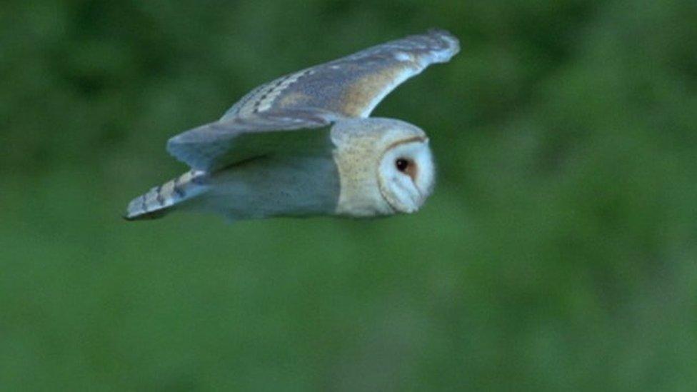 A barn owl