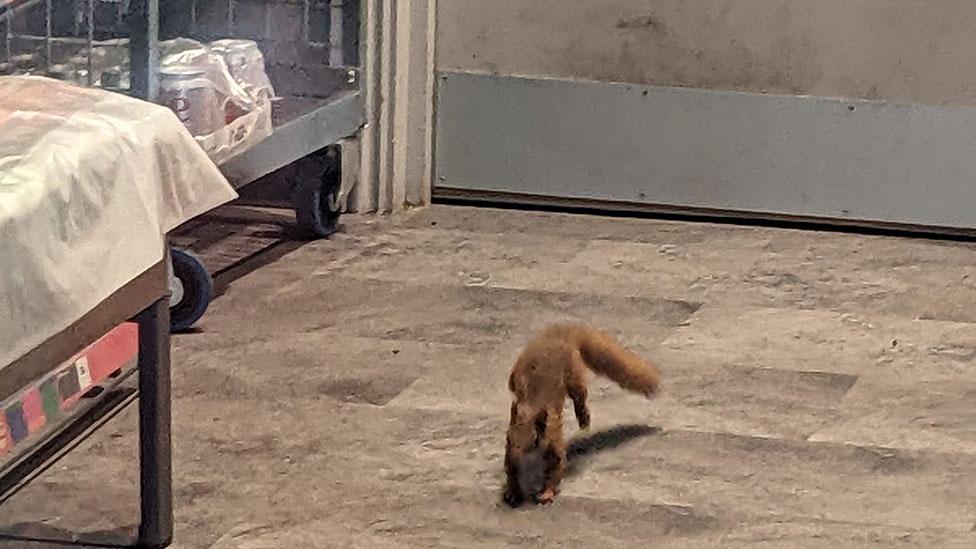 Squirrel in Greggs