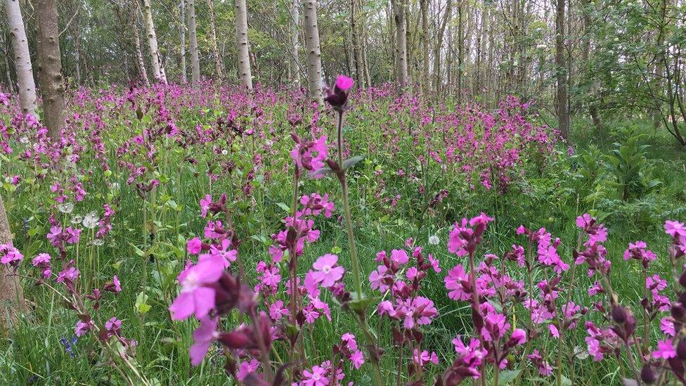 Field of wildflowers