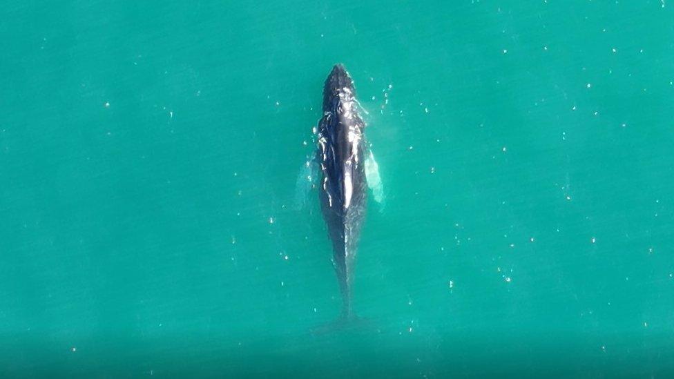 A whale off the coast of Cornwall