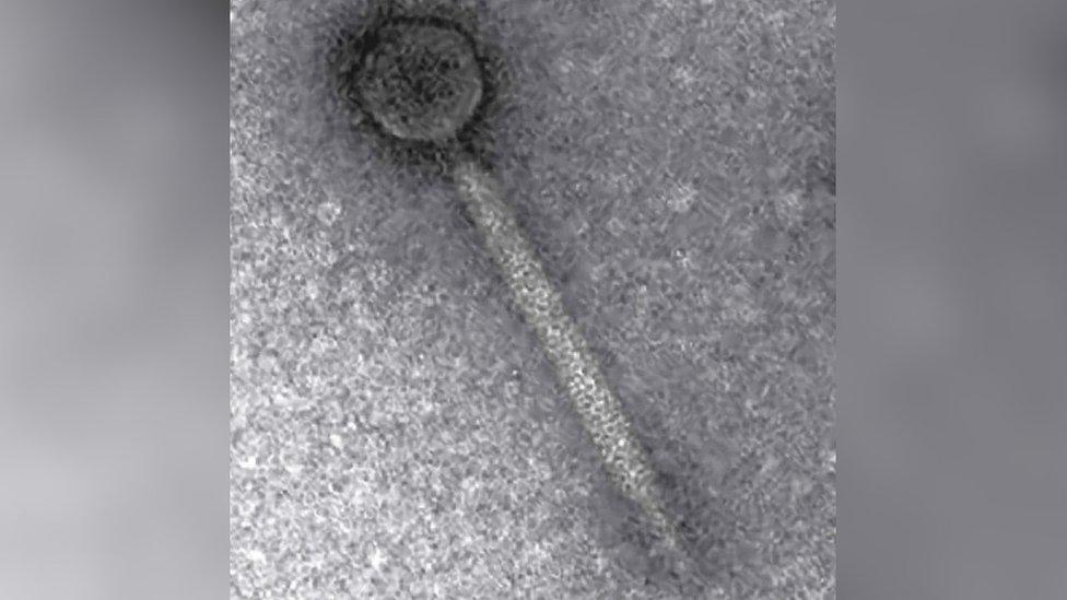 Colneyvirus