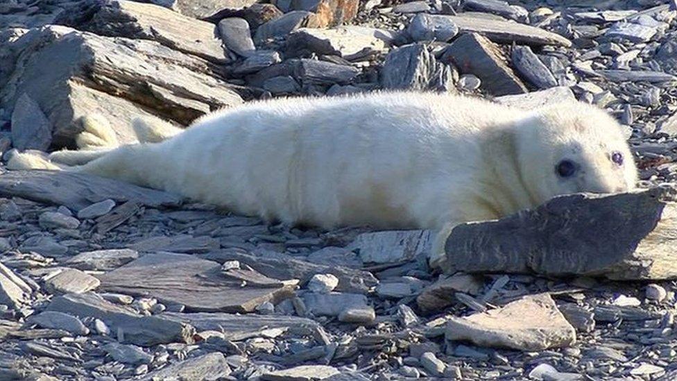 Seal on the Calf of Man