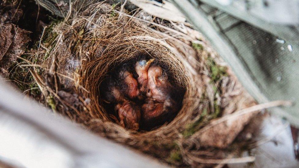 Hatched chicks