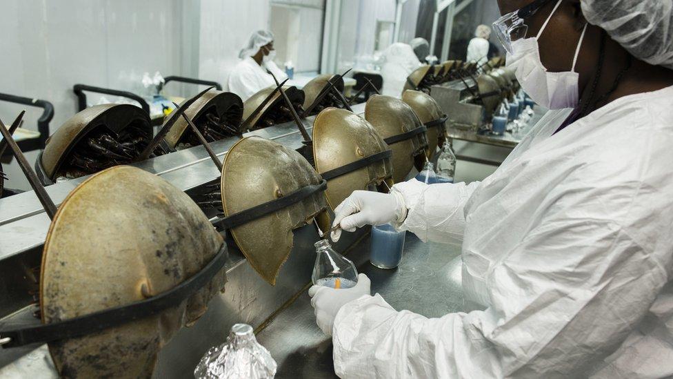 A worker takes blood from a horseshoe crab