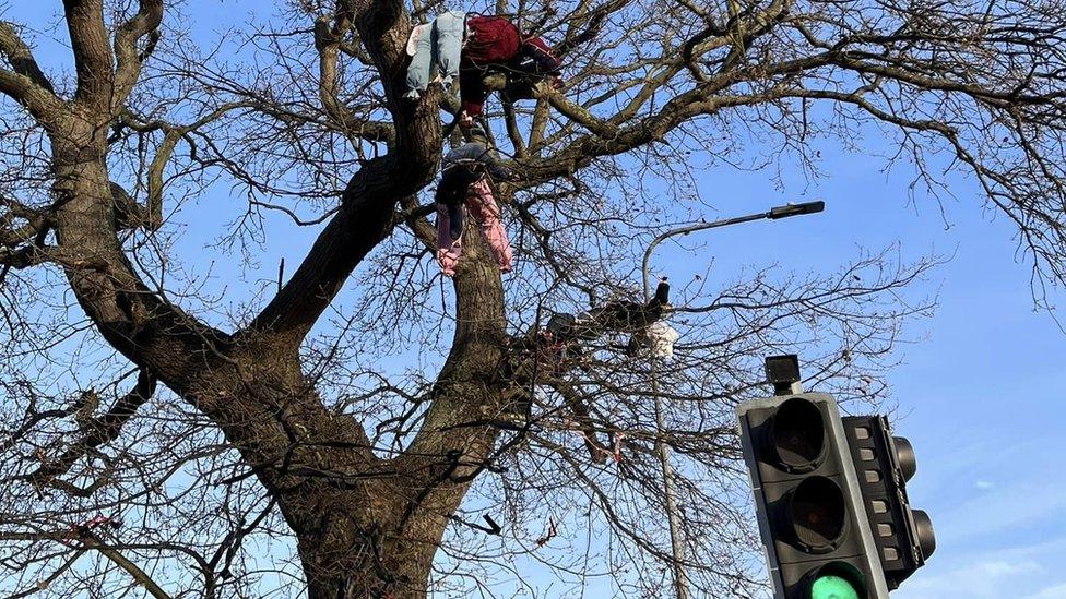 A tree in Rochford due to be felled