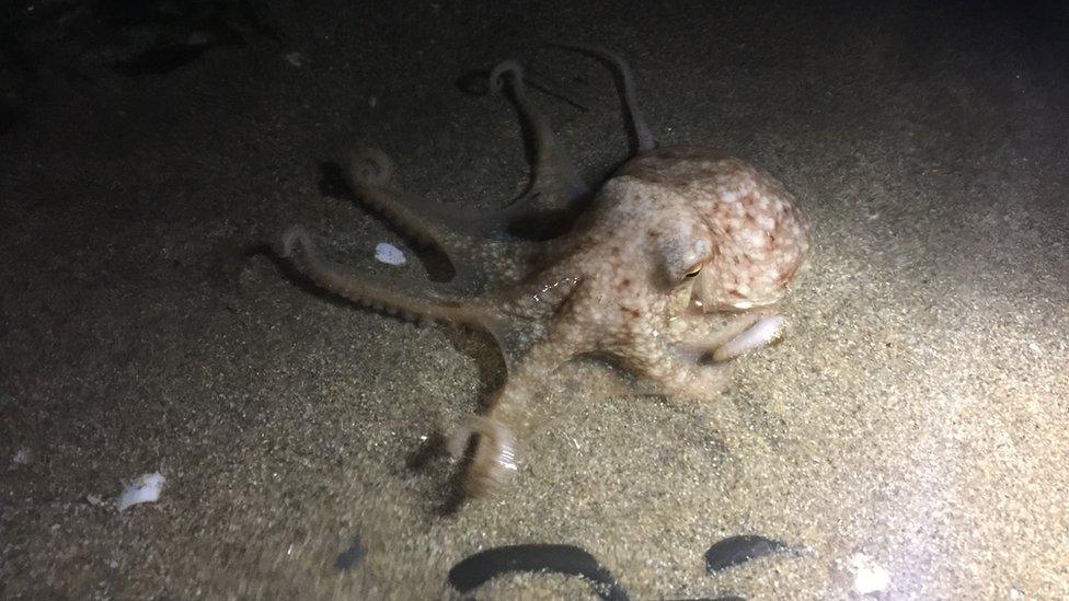 Curled octopus