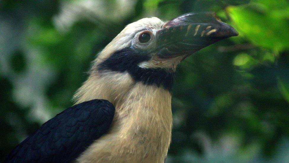 Visayan tarictic hornbill at Bristol Zoo Project