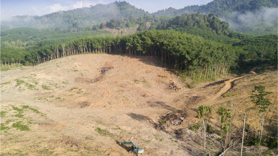 Deforestation in Borneo