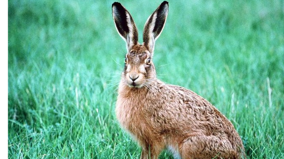 A hare