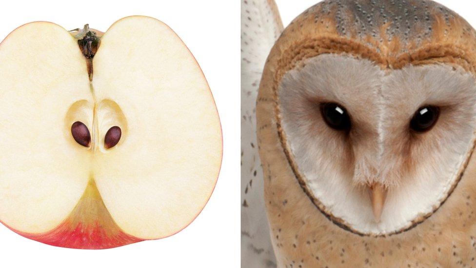 cut-apple-owl.