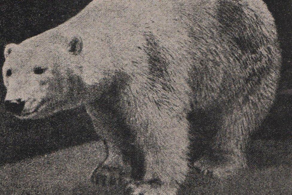 Polar bear Baśka