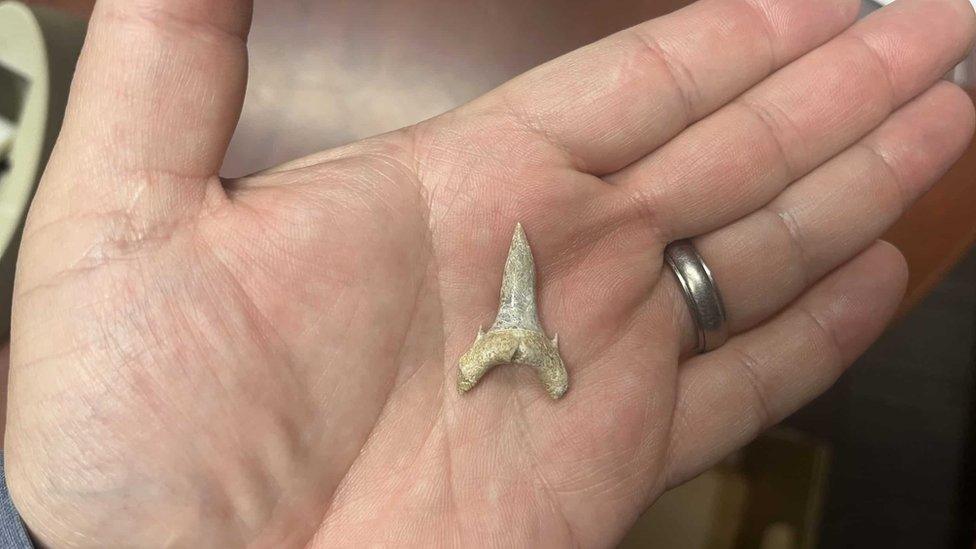 Sharks tooth in the palm of a hand with two little spikes either side of the main tooth