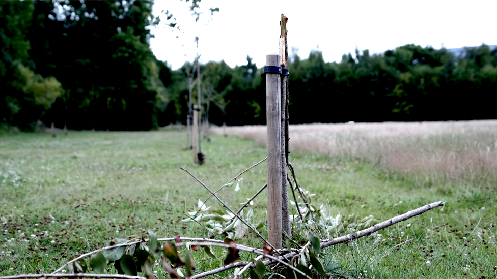 One of the vandalised trees in Heath Park