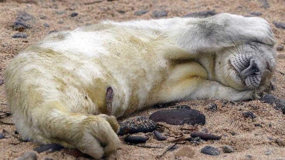 A seal pup on the Farne Islands during the annual census