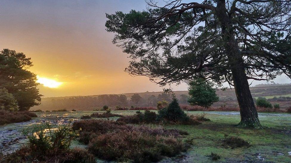 SUNDAY - New Forest