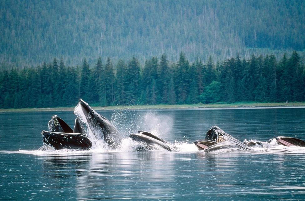 Whales in Alaska feeding