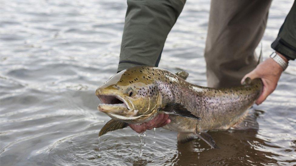 A pair of hands holding a salmon