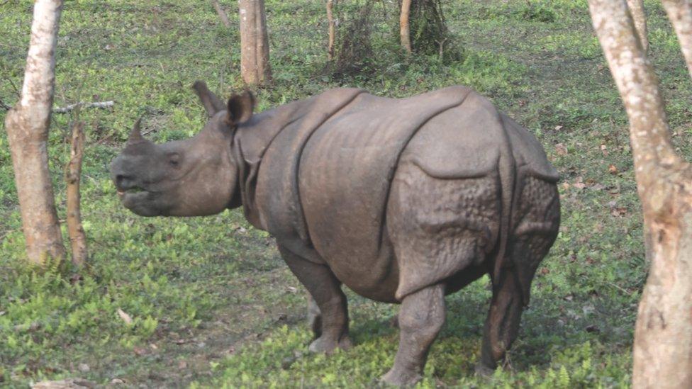 Indian rhinoceros