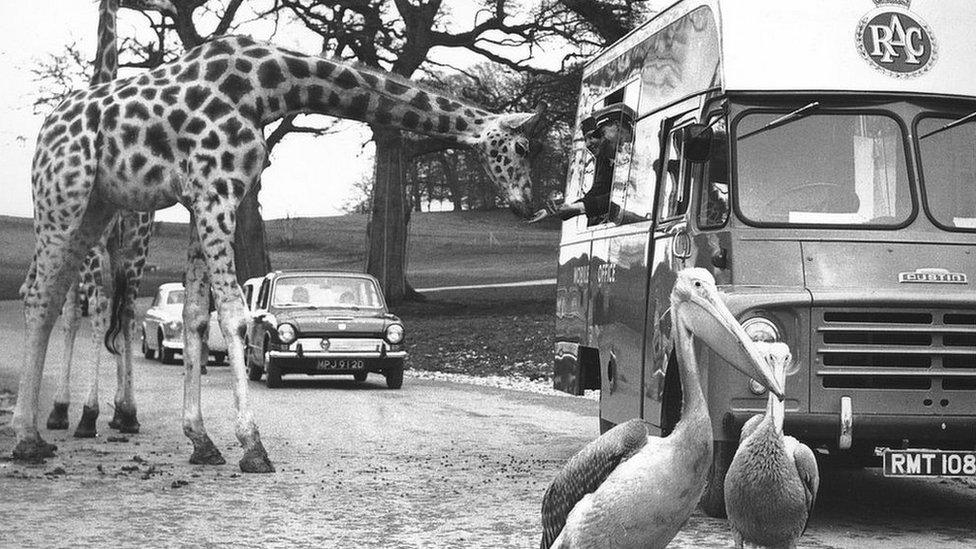 Longleat Safari Park, Wiltshire