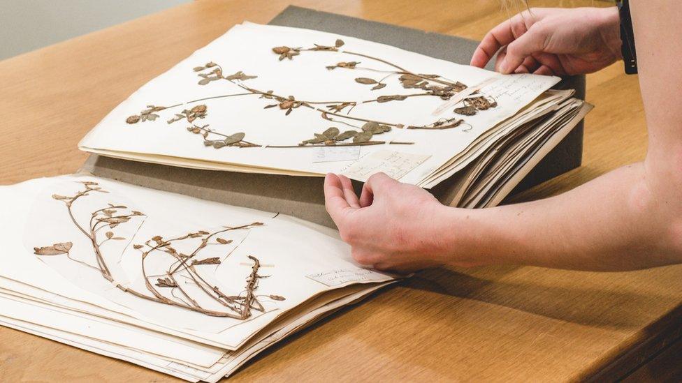 A global heritage: Oxford University's vast collection of dried plants