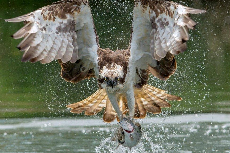 Osprey taking a trout from the water