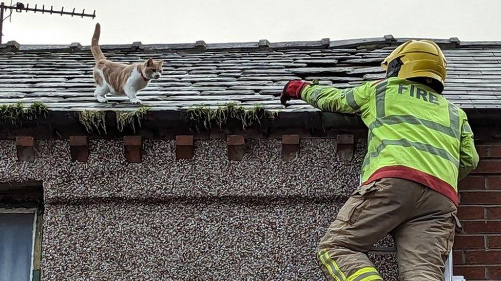 A firefighter atop a ladder reaches for the cat