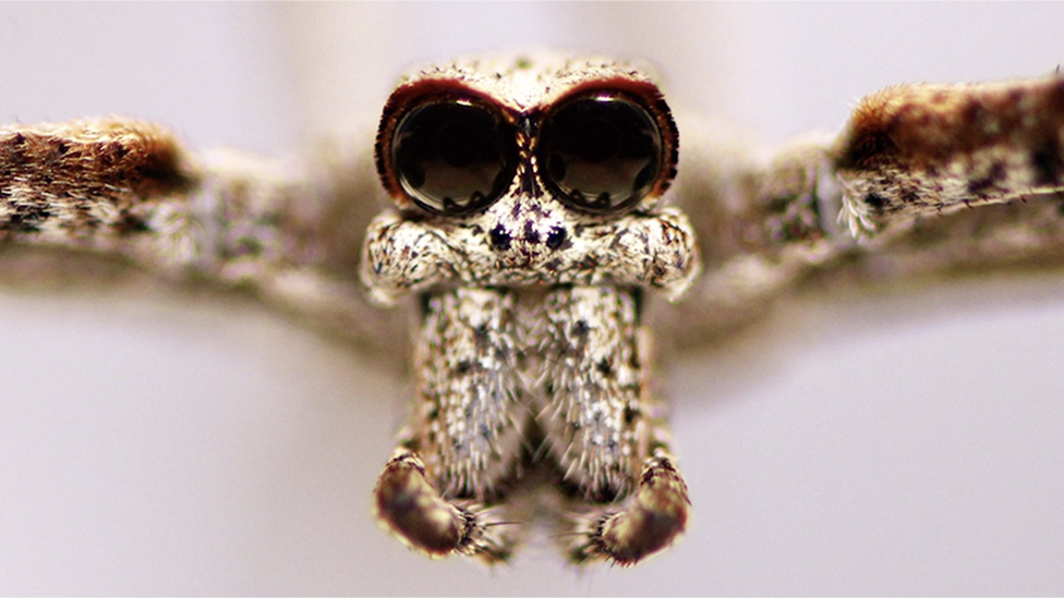 ogre-faced spider