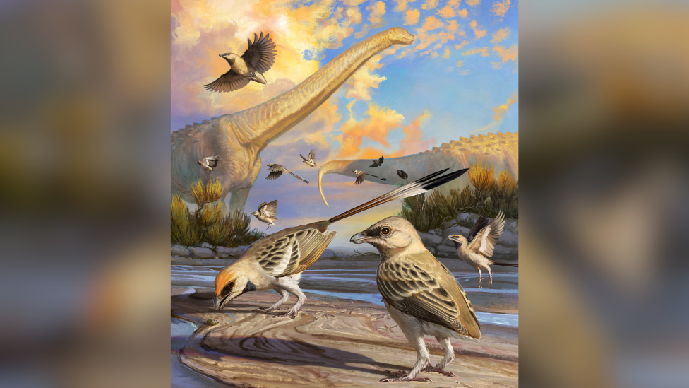 An artist’s impression of the Navaornis, a small bird with beige and dark coloured feathers. The impression shows the bird in front of some large dinosaurs with long necks . 