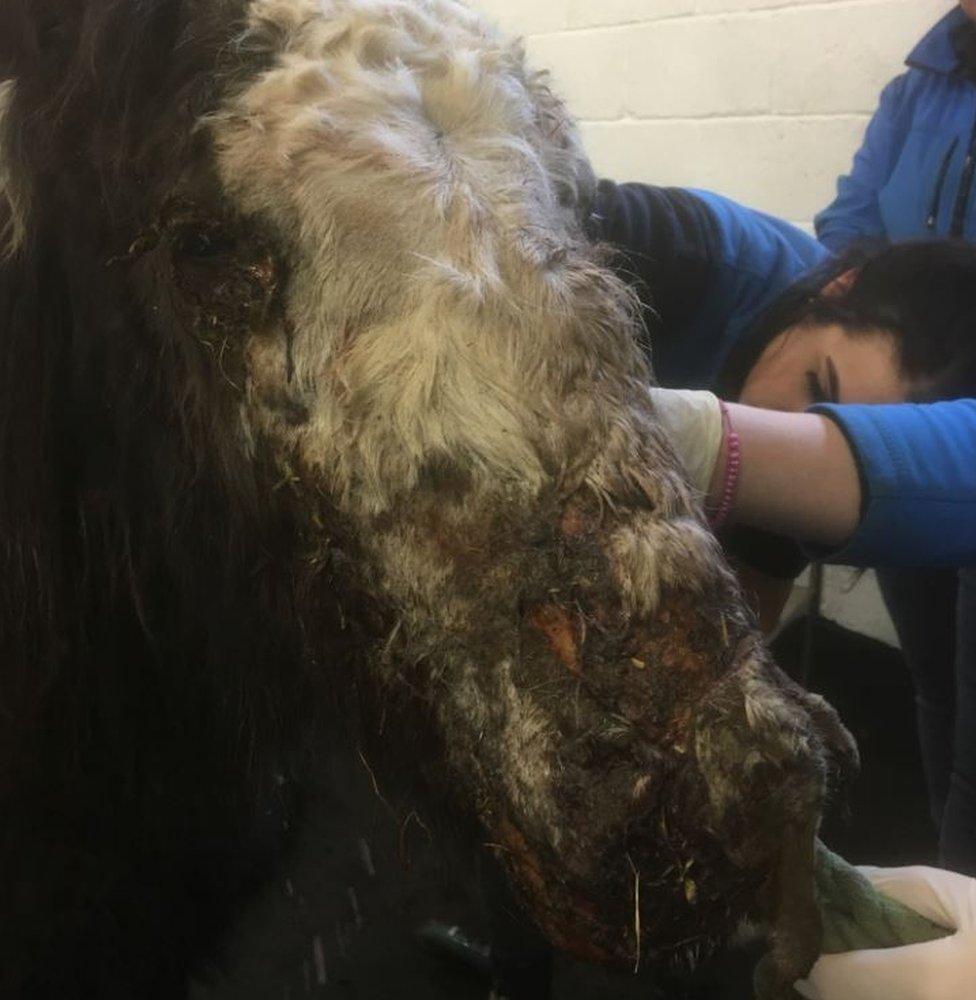 The injured horse