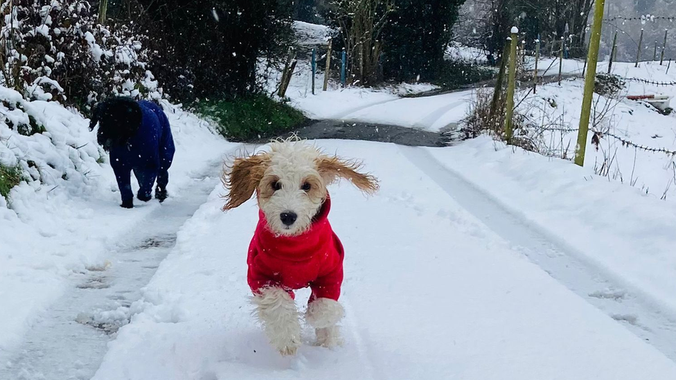 Tucker and Molly enjoying the snow