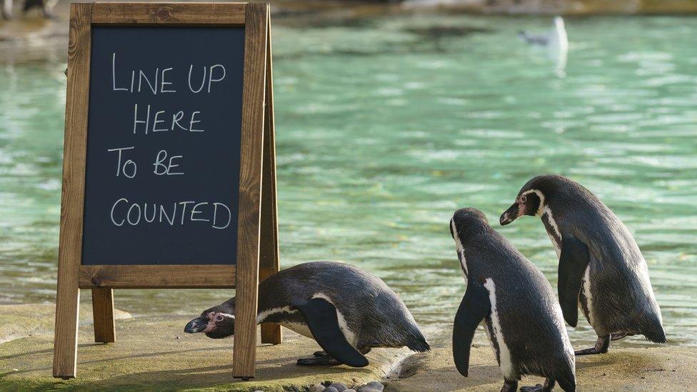 Humboldt penguins with stocktake sign