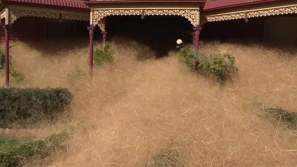 "Hairy panic" weeds pile roof-high outside homes at Wangaratta, in Victoria's northeast in Australia