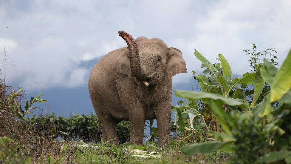 African elephant