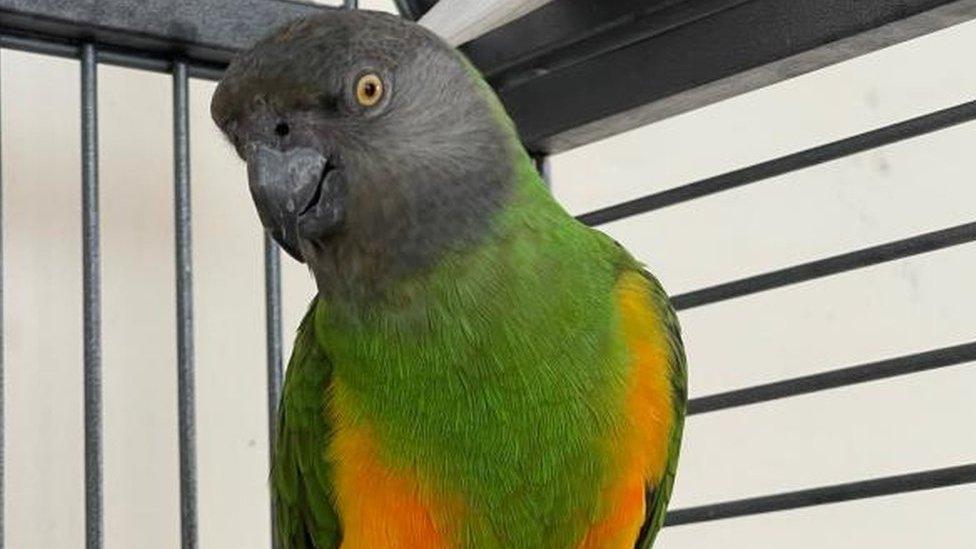 Charlie the Senegal Parrot