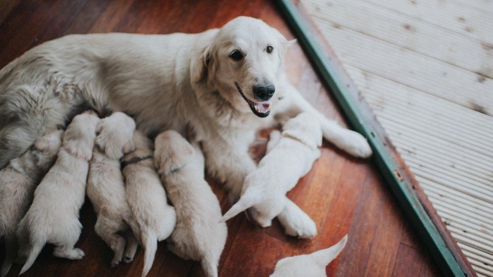 dog and puppies