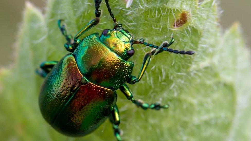 Tansy beetle