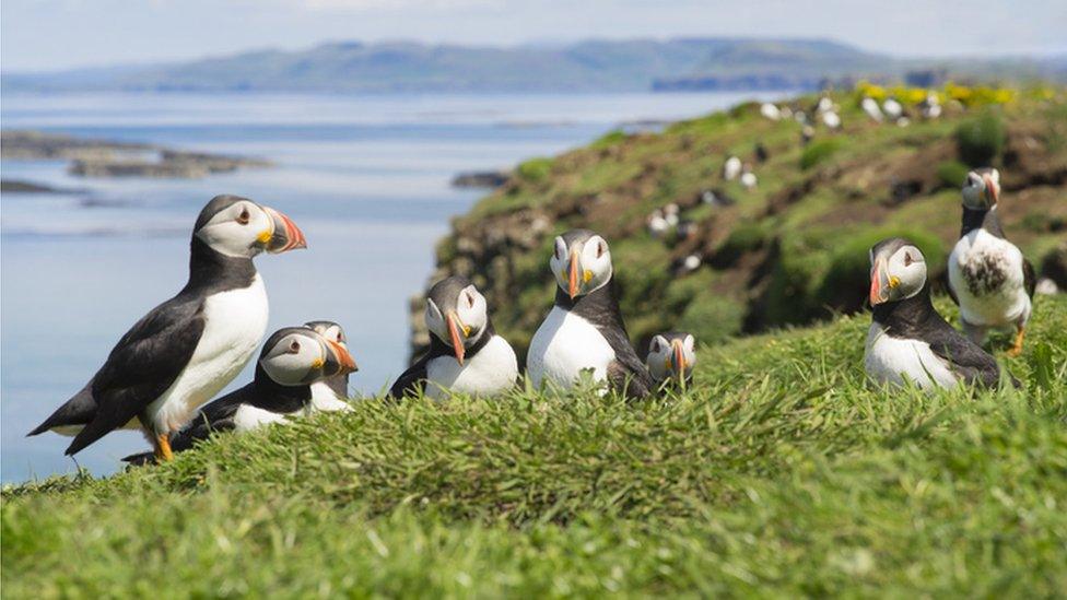 Puffins