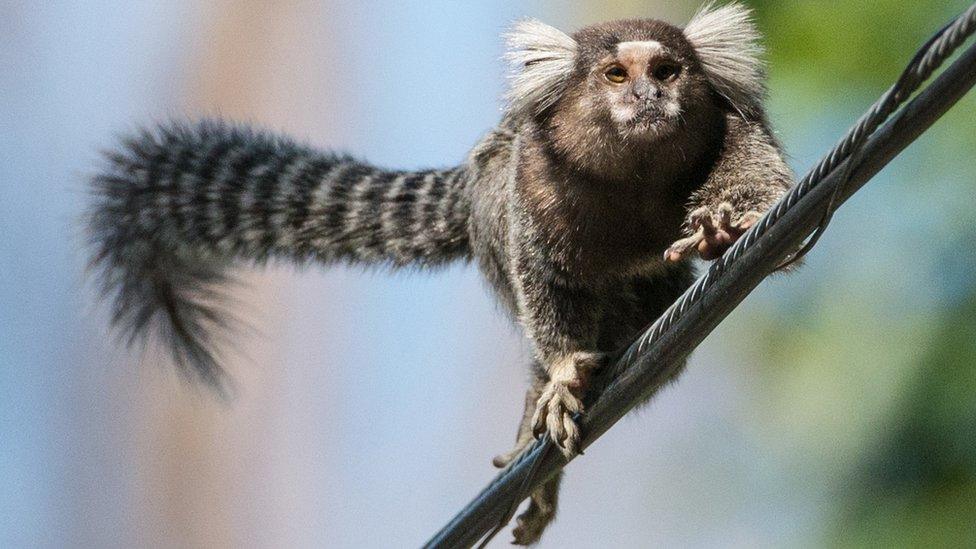 Marmoset in Brazil